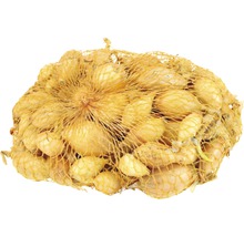 Șalote într-o plasă pentru plantare