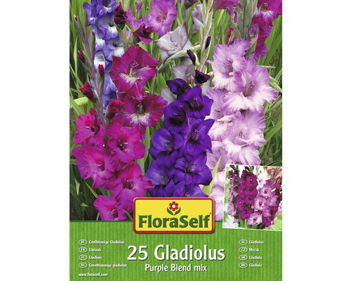 Bulb gladiolă FloraSelf 'Purple Blend', 25 buc.