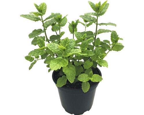 Mentă FloraSelf Mentha x piperita H 10-13 cm Co 1,2 L