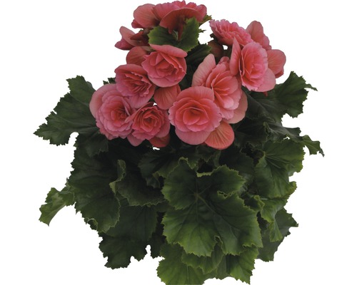 Begonie cu flori și frunze verzi