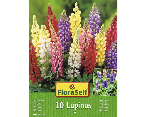 Bulb FloraSelf, amestec Lupines/Lupin, 10 buc.