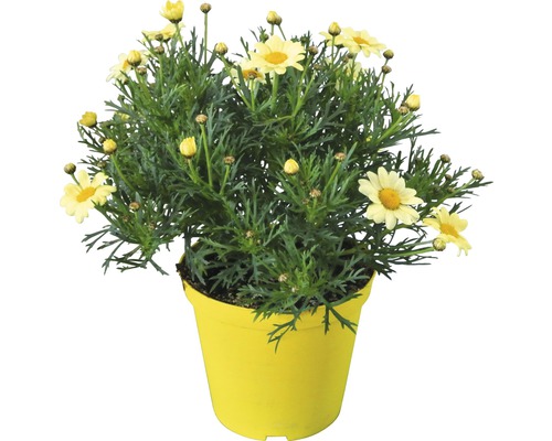 Margareta FloraSelf Argyranthemum frutescens ghiveci H 10-15 cm Ø 14 cm