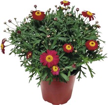 Margareta roșie FloraSelf Chrysanthemum frutescens H 10-16 cm ghiveci Ø 14 cm-thumb-0