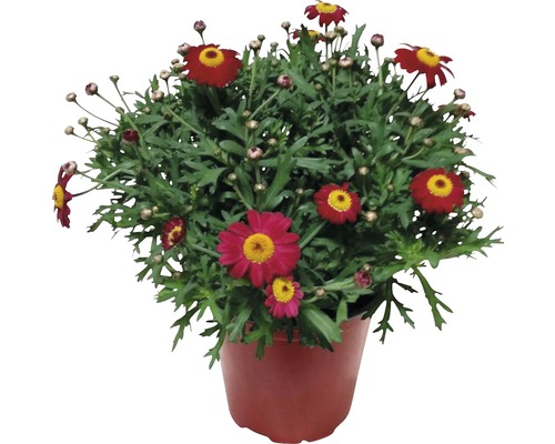 Margareta roșie FloraSelf Chrysanthemum frutescens H 10-16 cm ghiveci Ø 14 cm-0