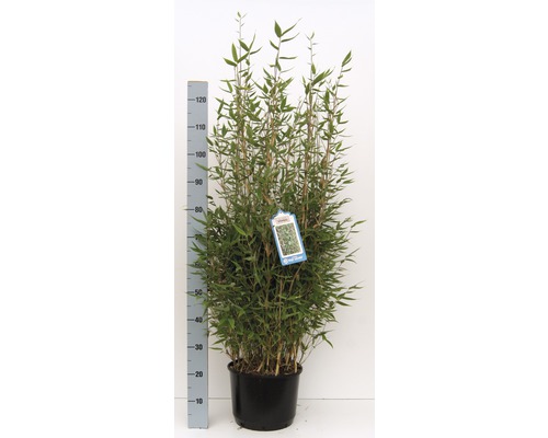 Bambus într-un ghiveci cu un indicator de înălțime pentru a arăta dimensiunea.