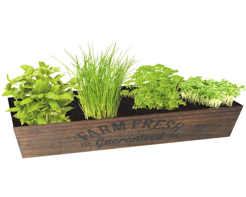 Grădină de ierburi aromatice cu busuioc, arpagic, pătrunjel și creson într-un recipient de lemn