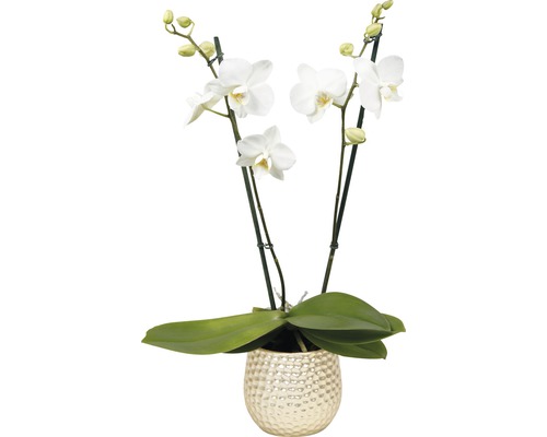 Orhidee FloraSelf Phalaenopsis multiflora H 30-40 cm ghiveci Ø 9 cm diferite culori