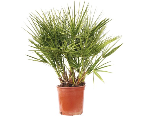 Palmier pitic FloraSelf Chamaerops humilis H 30-40 cm ghiveci Ø 20 cm Palmier de cânepă în ghiveci