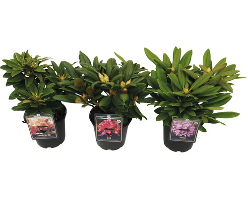 Trei plante de rododendron în ghivece cu flori în galben-roz, roșu și roz