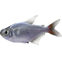 Tetra argintie