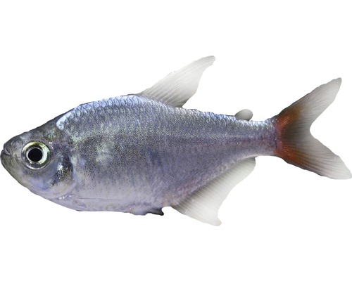 Pește Hyphessobrycon ecuadoriensis
