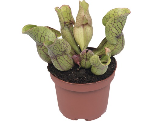 Plantă carnivoră în ghiveci