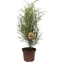Croton Codiaeum în ghiveci