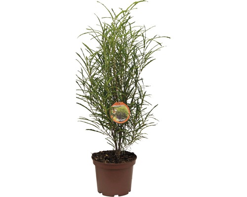 Croton Codiaeum în ghiveci