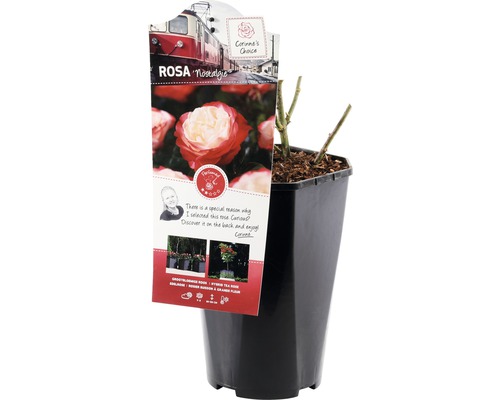 Trandafir Nostalgie în ghiveci