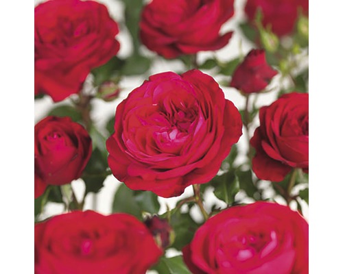 Trandafir Floraself Rosa 'Red Meilove' H 15-60 cm Co 3 L roșu