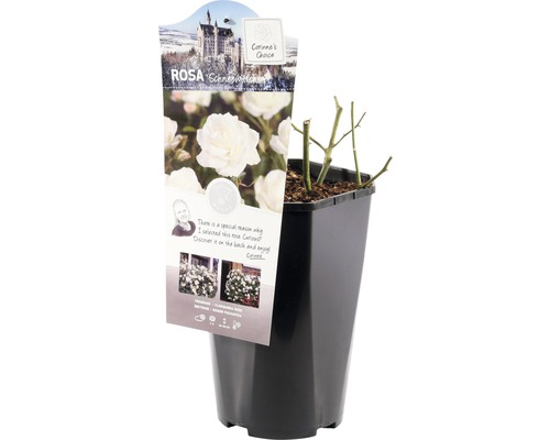 Trandafir Alba-ca-Zapada în ghiveci