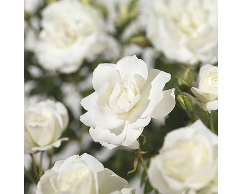 Prim-plan cu flori de trandafir albe