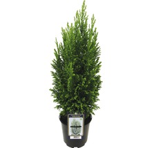 Plantă de ghiveci Chamaecyparis pentru exterior