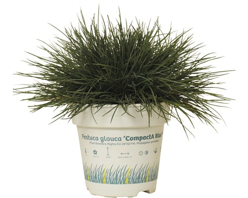Iarba albastră FloraSelf Festuca glauca 'Compacta Blue' H 5-15 cm Co 0,5 L Iarbă albastră Festuca Glauca în ghiveci