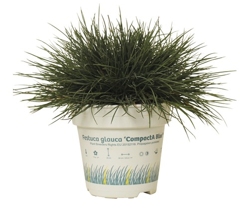 Iarba albastră FloraSelf Festuca glauca 'Compacta Blue' H 5-15 cm Co 0,5 L