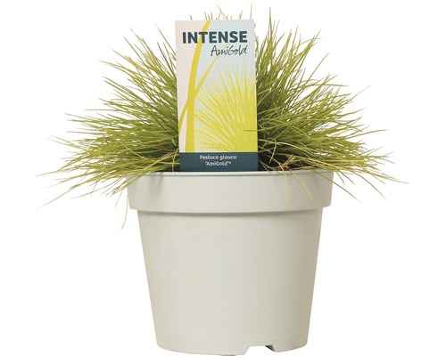 Păiușul albastru ''AmiGold'' în ghiveci