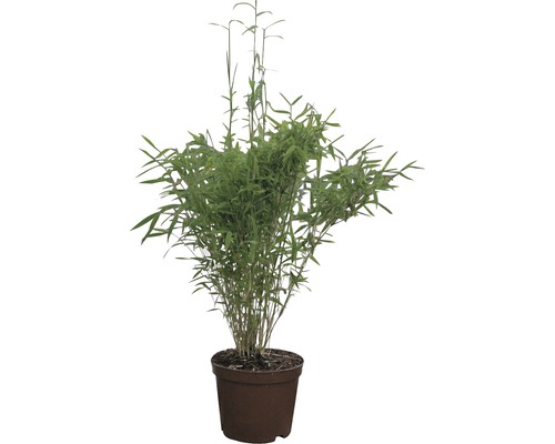 Plantă de bambus în ghiveci