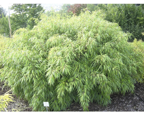 Plantă de bambus în grădină