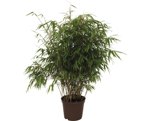 Bambus FloraSelf Fargesia rufa H 40-60 cm Co 5 L