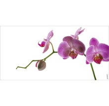 Prim-plan al unei orhidee