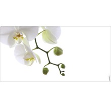 Prim-plan al unei orhidee înflorite