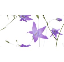 Clopoței pe fundal deschis