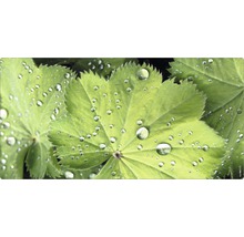 Prim-plan cu frunze de crețișoară cu picături de apă