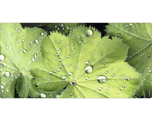 Prim-plan cu frunze de crețișoară cu picături de apă