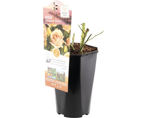Trandafir Hanseastadt Rostock în ghiveci