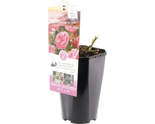 Trandafir Leonardo da Vinci în ghiveci