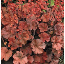 Planta Heuchera cu frunze și flori