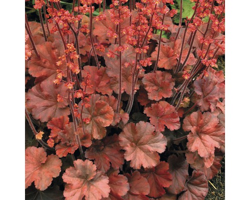 Planta Heuchera cu frunze și flori