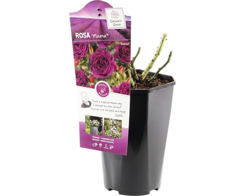 Trandafir Minerva în ghiveci