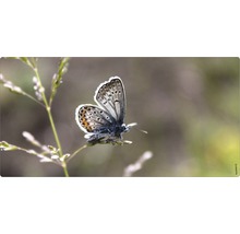 Fluture pe o plantă