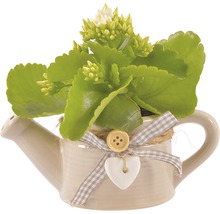 Planta Kalanchoe într-un ghiveci decorativ în formă de stropitoare