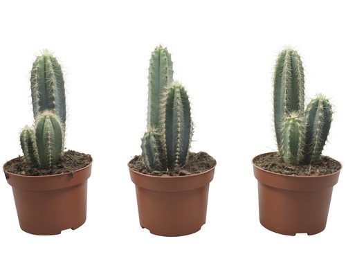 Trei cactuși în ghivece