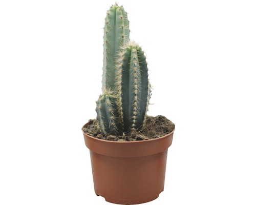 Cactus într-un ghiveci
