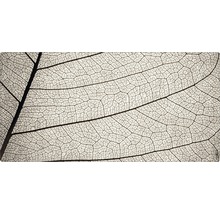 Prim-plan al scheletului unei frunze