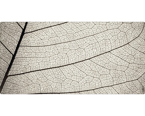 Prim-plan al scheletului unei frunze