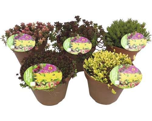 Diverse plante de Sedum în ghivece