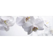 Prim-plan cu flori de orhidee albe cu picături de apă