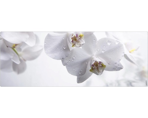 Prim-plan cu flori de orhidee albe cu picături de apă