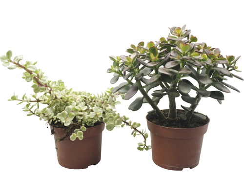 Două plante de interior în ghivece