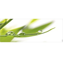 Frunză verde cu picături de apă